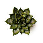 Ceramic Flower Wall Art Small Succulent Green - Chive UK