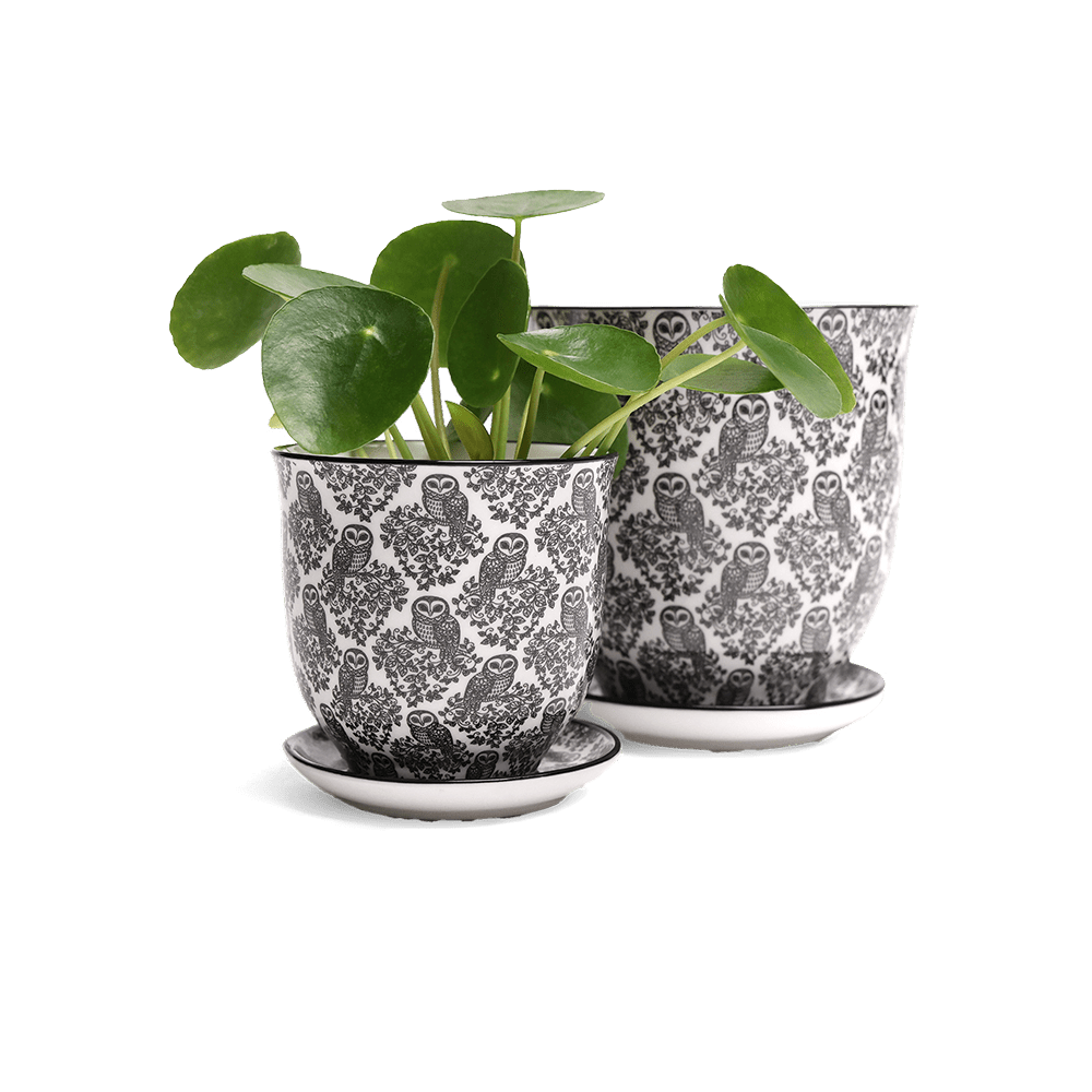 Liberte Porcelain Pot And Saucer Set With Drainage - Chive UK