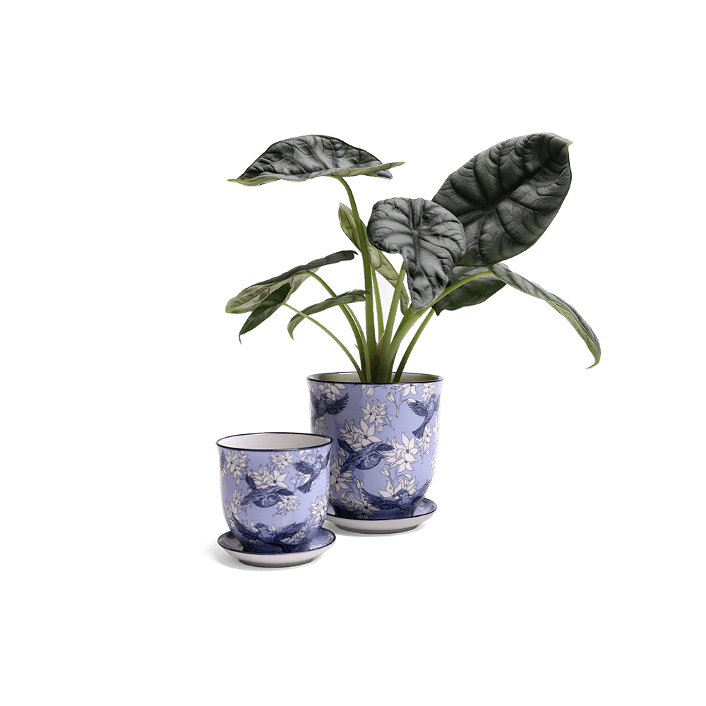 Liberte Porcelain Pot And Saucer Set With Drainage - Chive UK