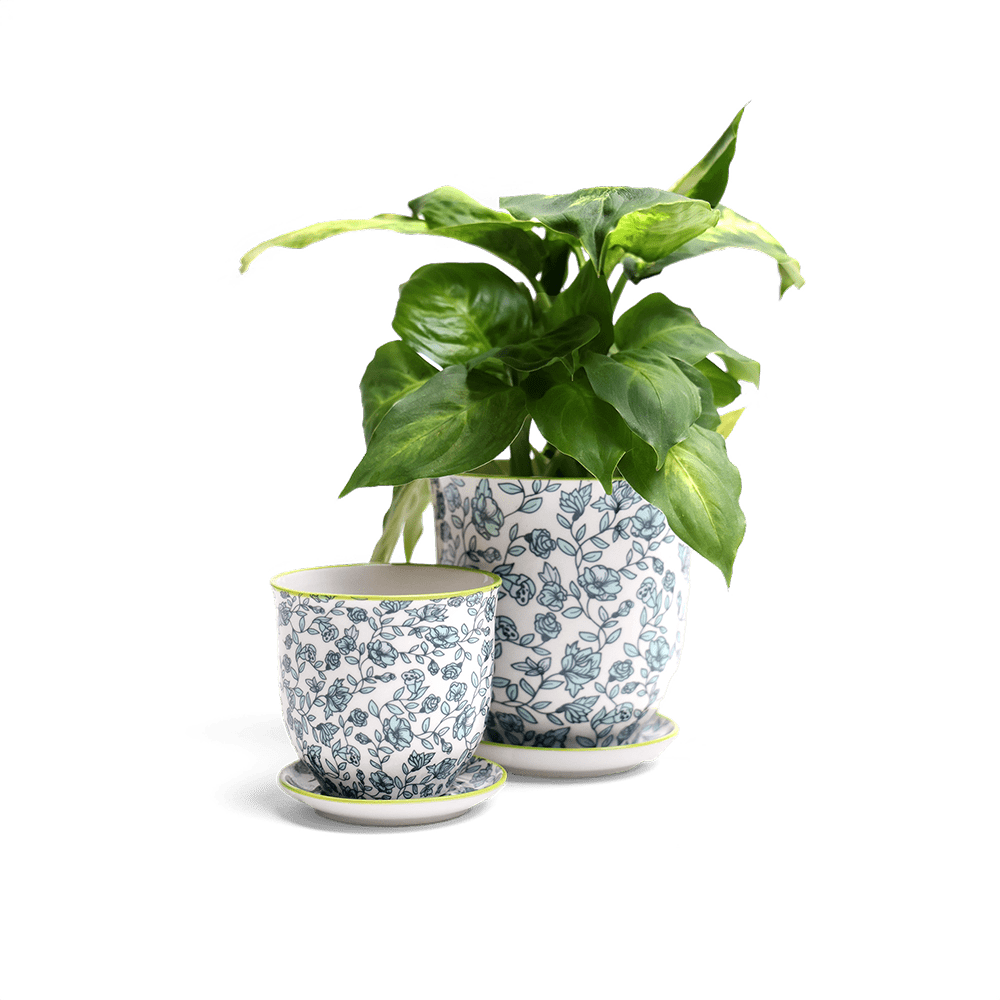 Liberte Porcelain Pot And Saucer Set With Drainage - Chive UK