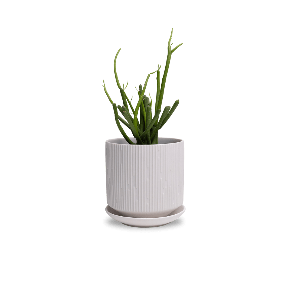 Virago 5" Porcelain Pot With Drainage Hole And Saucer - Chive UK