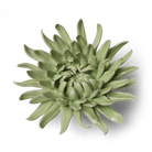 Ceramic Flower - Flower Green 12 - Chive UK