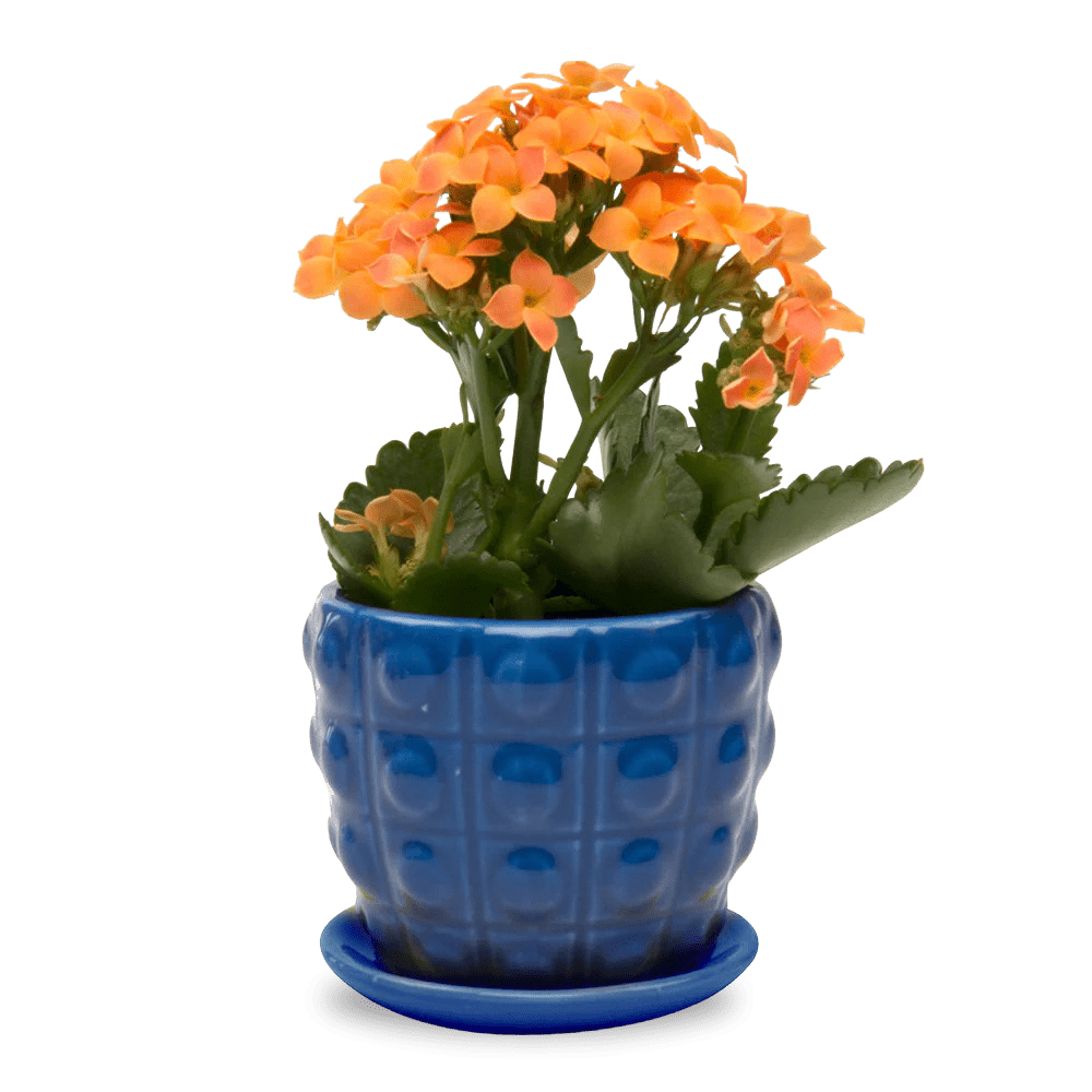 Convex Ceramic Pot With Drainage Hole And Saucer - Chive UK