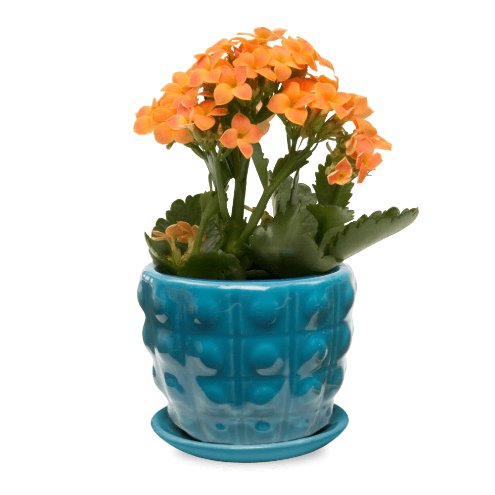 Convex Ceramic Pot With Drainage Hole And Saucer - Chive UK