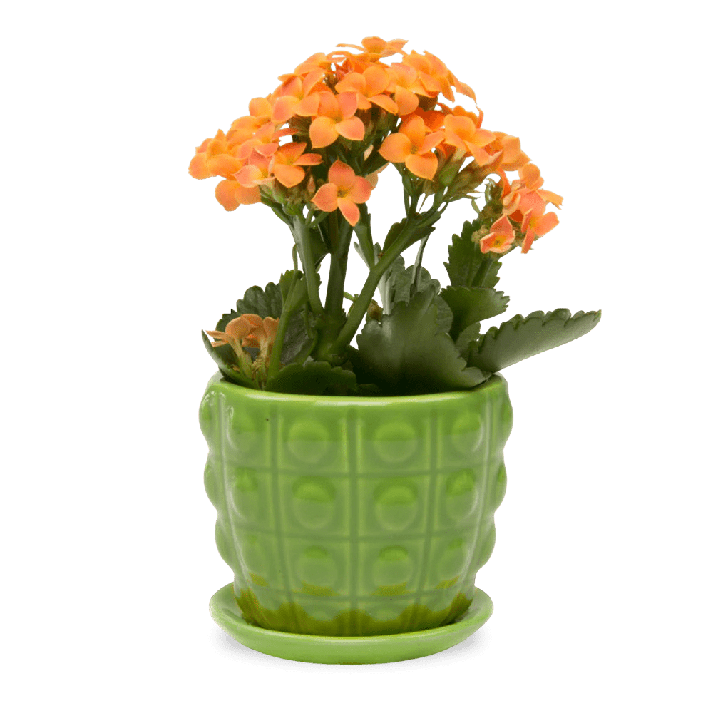 Convex Ceramic Pot With Drainage Hole And Saucer - Chive UK