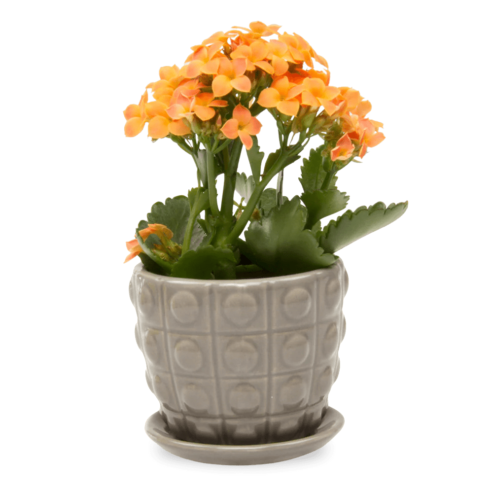 Convex Ceramic Pot With Drainage Hole And Saucer - Chive UK