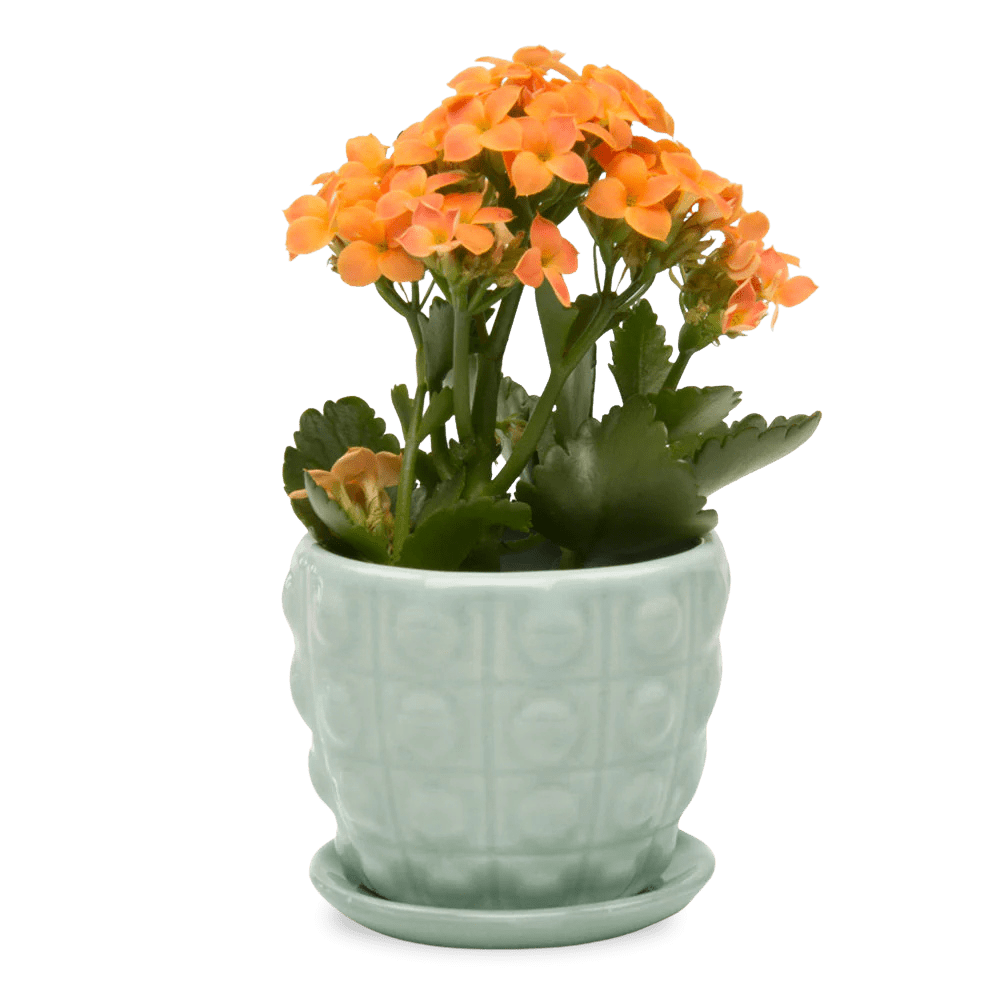 Convex Ceramic Pot With Drainage Hole And Saucer - Chive UK