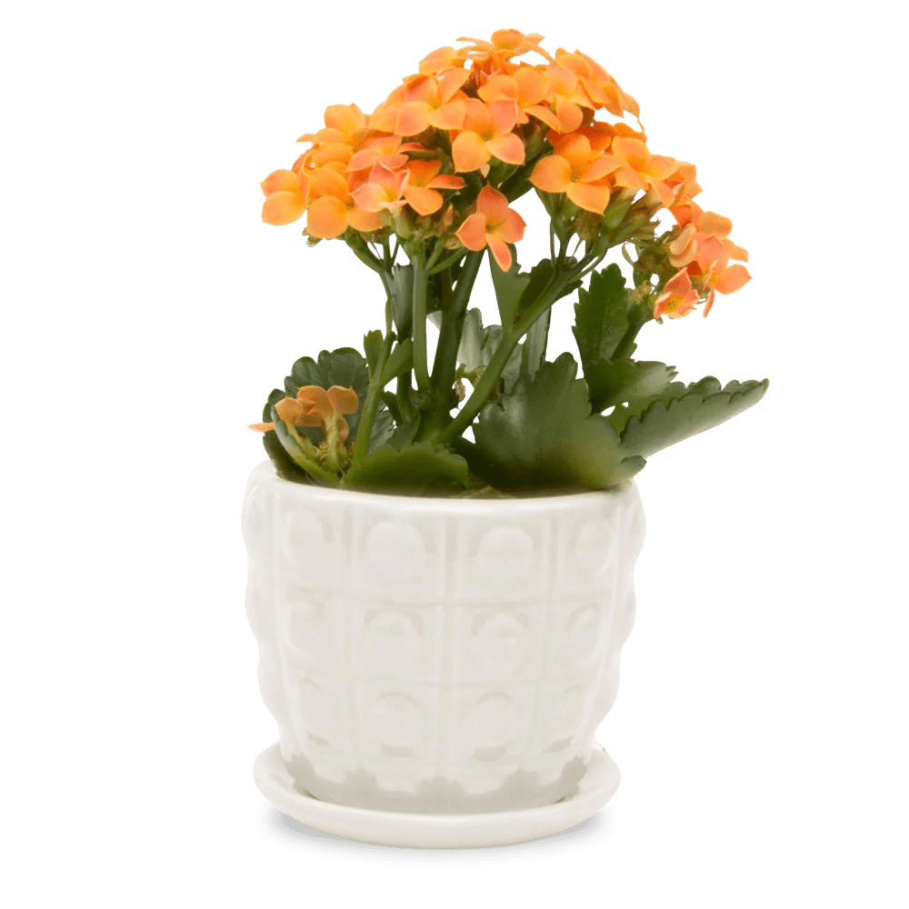 Convex Ceramic Pot With Drainage Hole And Saucer - Chive UK