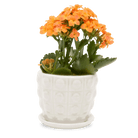 Convex Ceramic Pot With Drainage Hole And Saucer - Chive UK