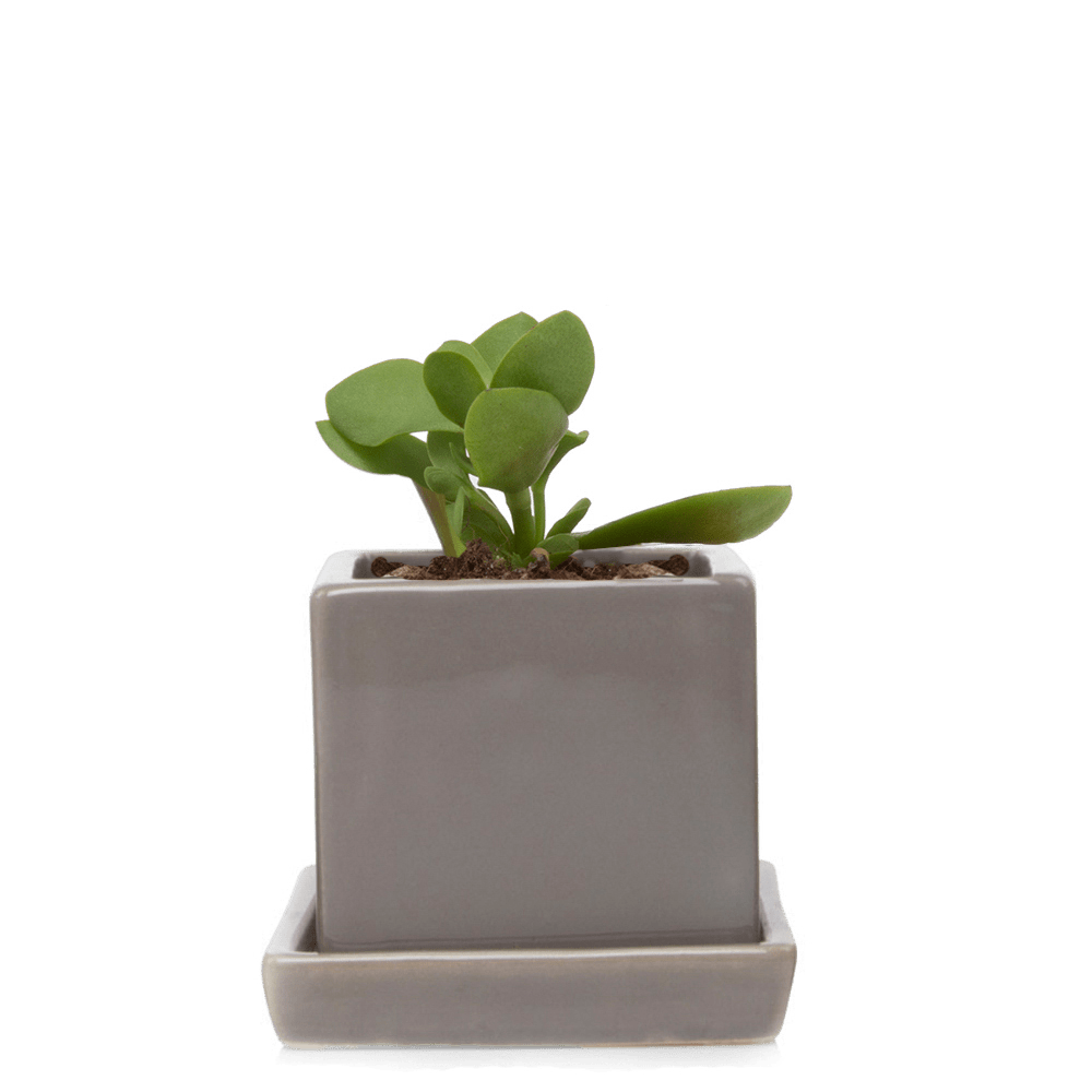 Cube & Saucer Ceramic Pot With Drainage Hole - Chive UK