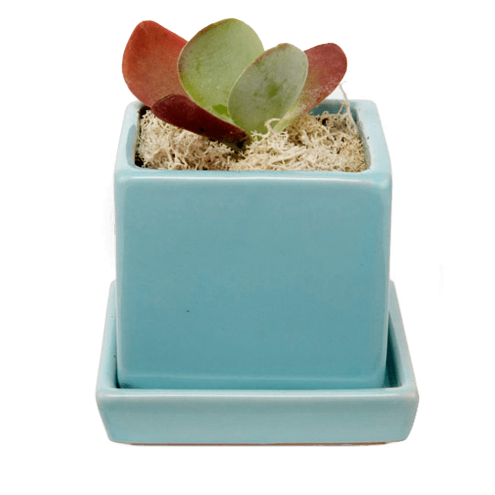 Cube & Saucer Ceramic Pot With Drainage Hole - Chive UK