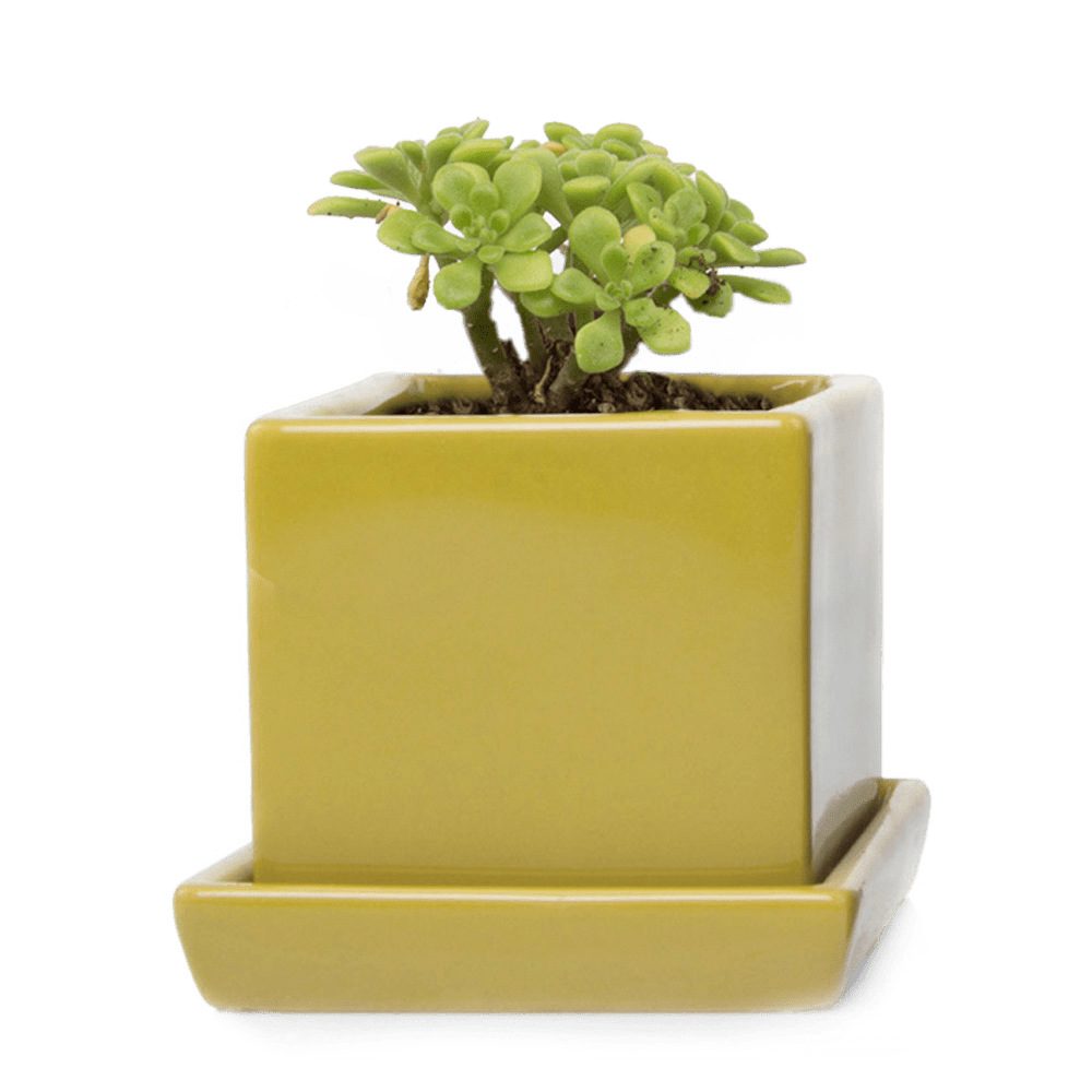 Cube & Saucer Ceramic Pot With Drainage Hole - Chive UK