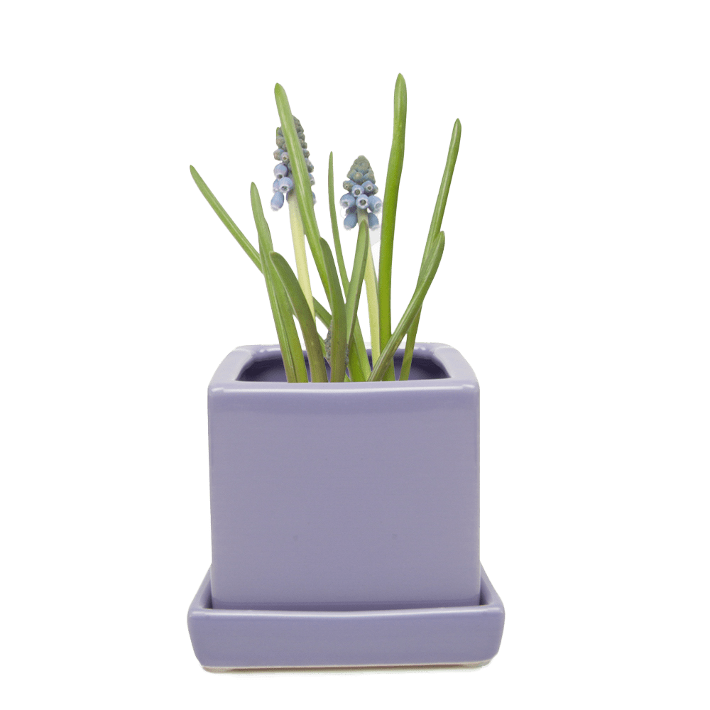 Cube & Saucer Ceramic Pot With Drainage Hole - Chive UK