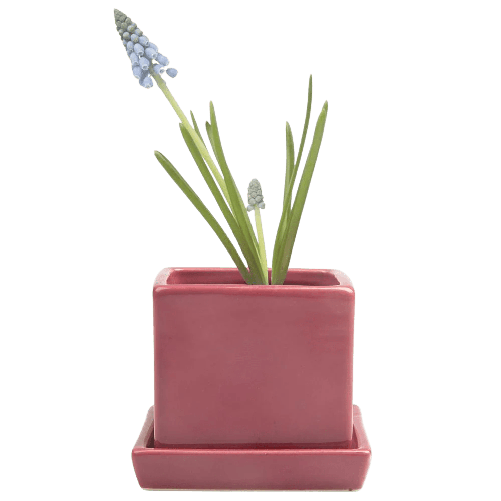 Cube & Saucer Ceramic Pot With Drainage Hole - Chive UK