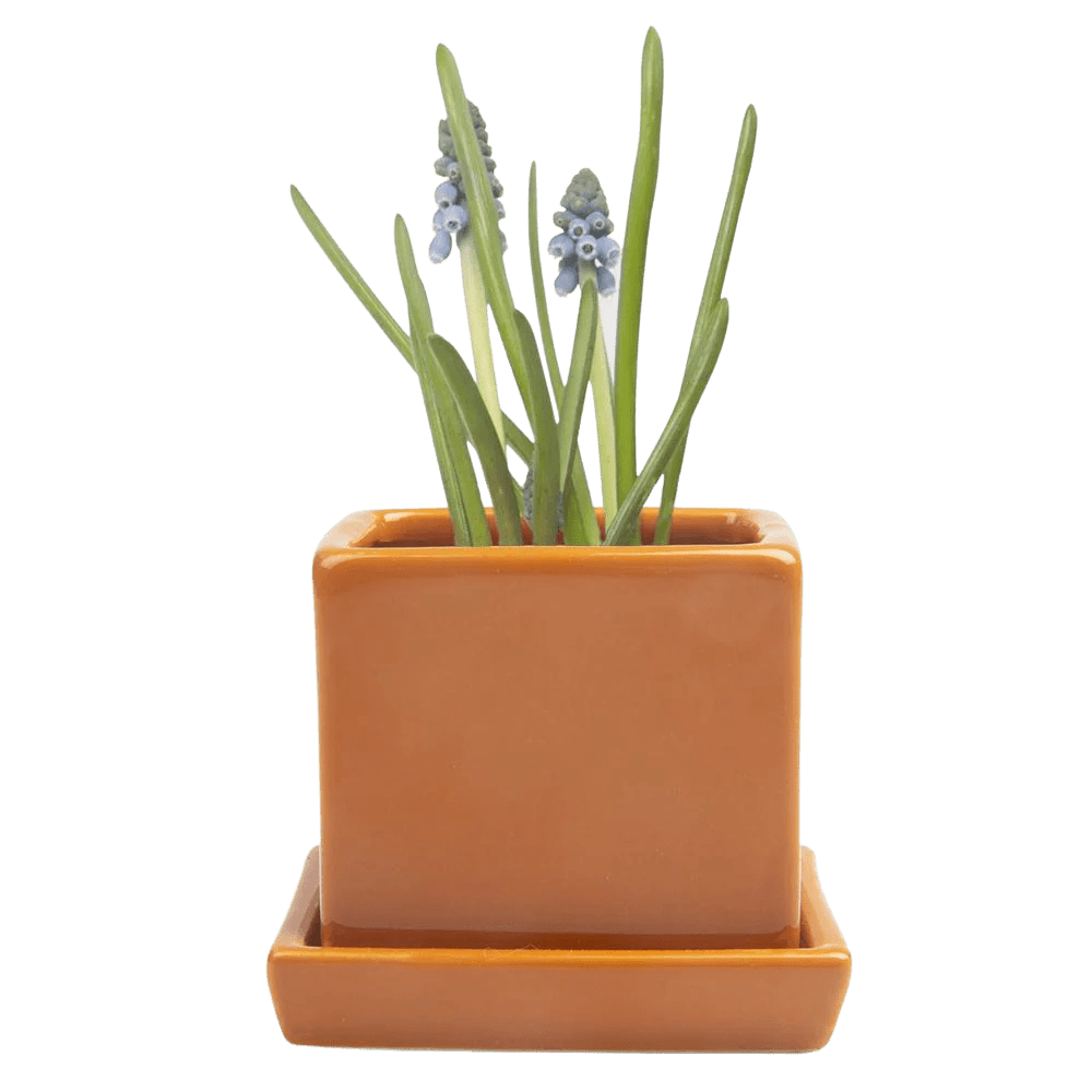 Cube & Saucer Ceramic Pot With Drainage Hole - Chive UK