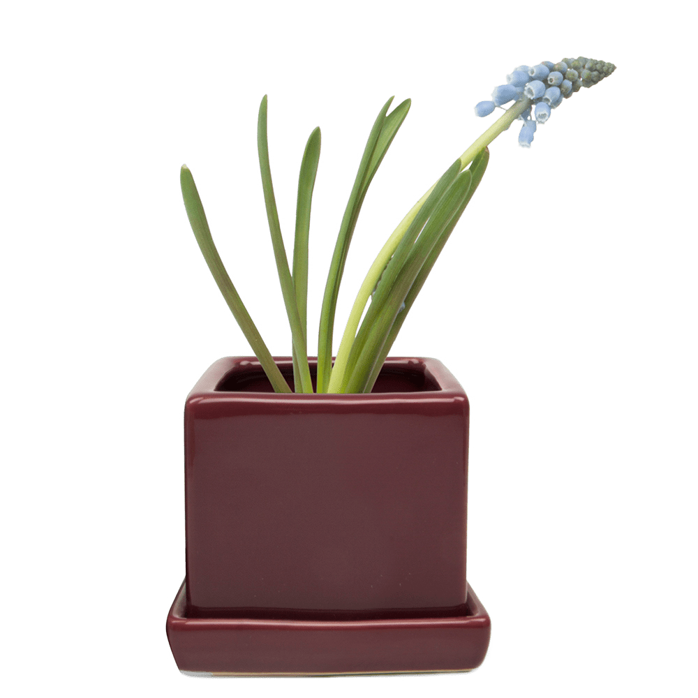 Cube & Saucer Ceramic Pot With Drainage Hole - Chive UK