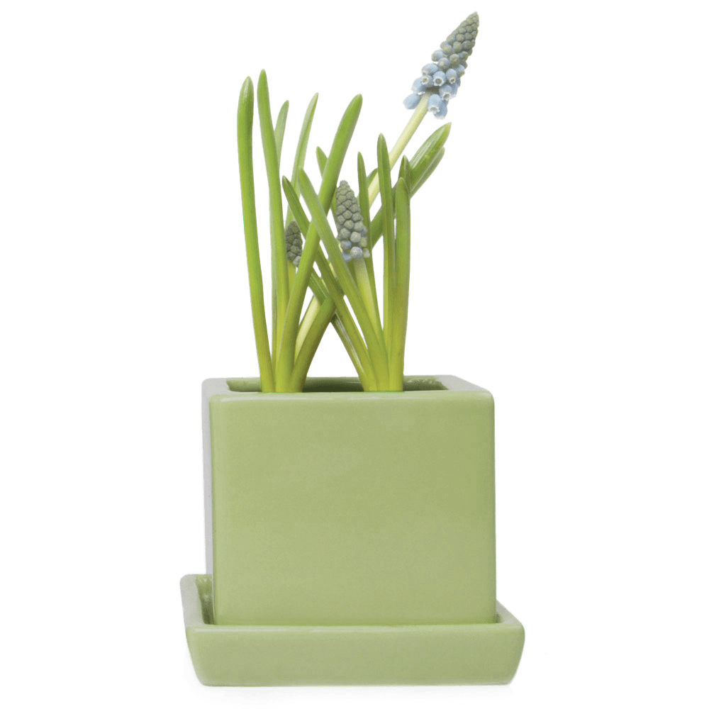 Cube & Saucer Ceramic Pot With Drainage Hole - Chive UK