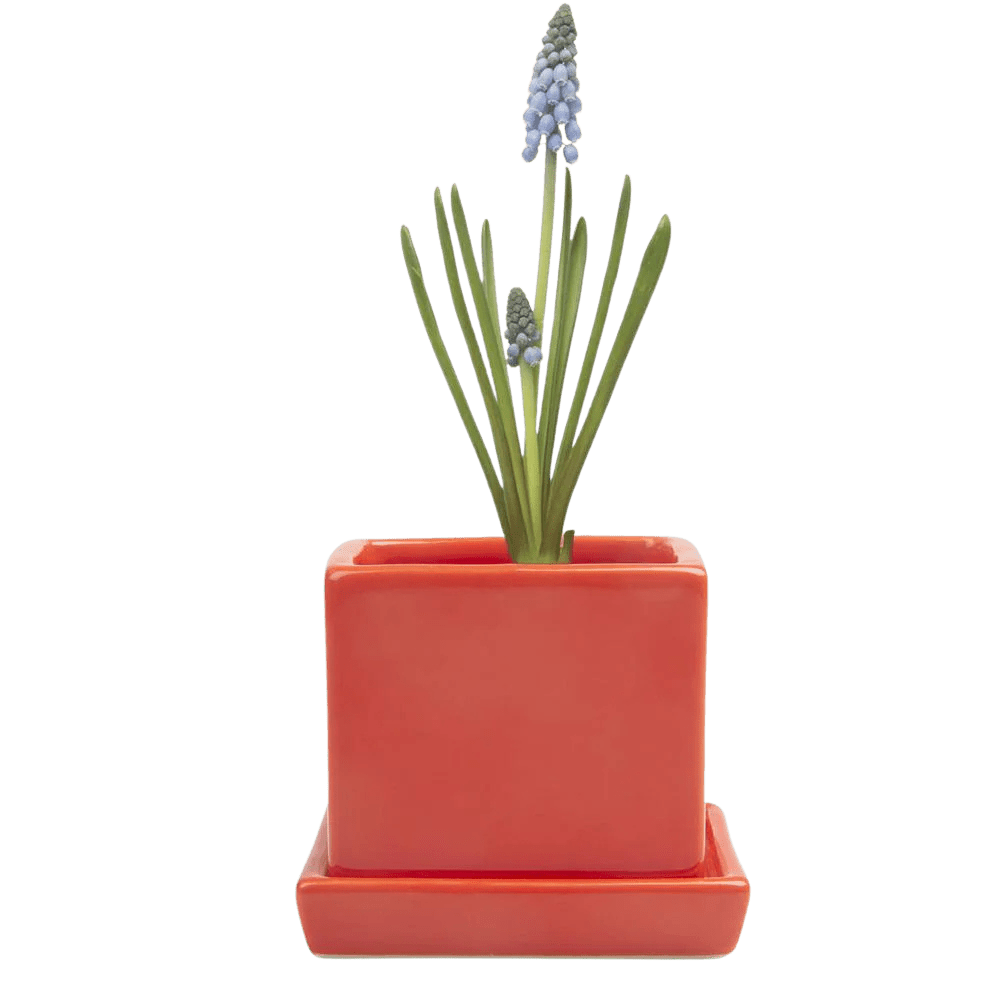 Cube & Saucer Ceramic Pot With Drainage Hole - Chive UK