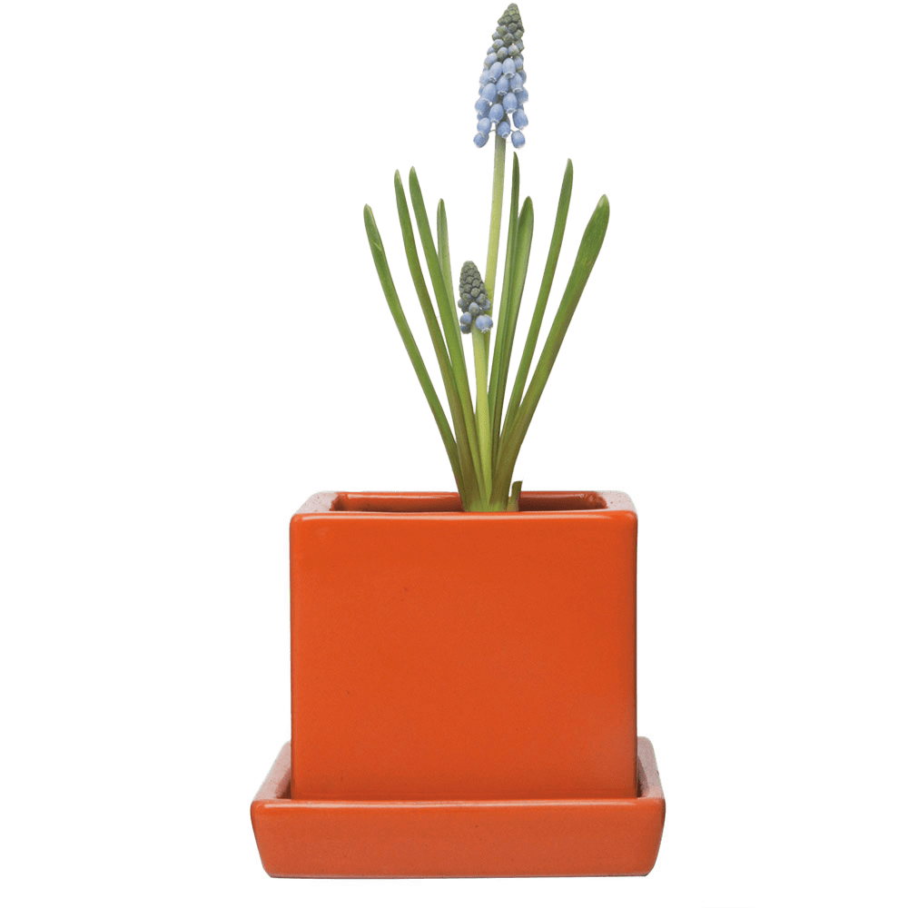 Cube & Saucer Ceramic Pot With Drainage Hole - Chive UK