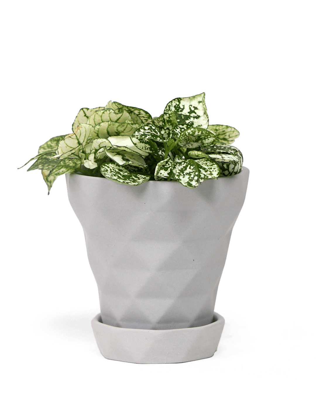 Diamond Porcelain Modern Indoor Plant Pot With Saucer - Chive UK