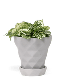 Diamond Porcelain Modern Indoor Plant Pot With Saucer - Chive UK