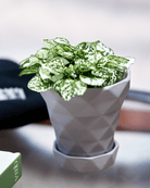 Diamond Porcelain Modern Indoor Plant Pot With Saucer - Chive UK