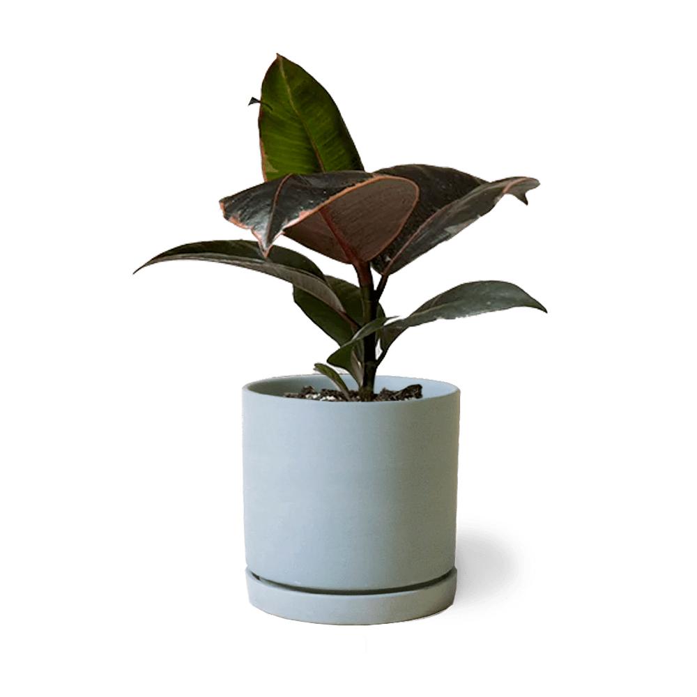 Dojo Porcelain Modern Indoor Plant Pot With Saucer - Chive UK