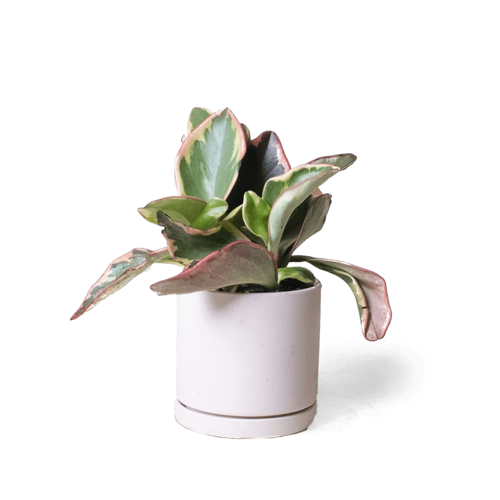 Dojo Porcelain Modern Indoor Plant Pot With Saucer - Chive UK