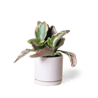 Dojo Porcelain Modern Indoor Plant Pot With Saucer - Chive UK