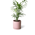 Dojo Porcelain Modern Indoor Plant Pot With Saucer - Chive UK