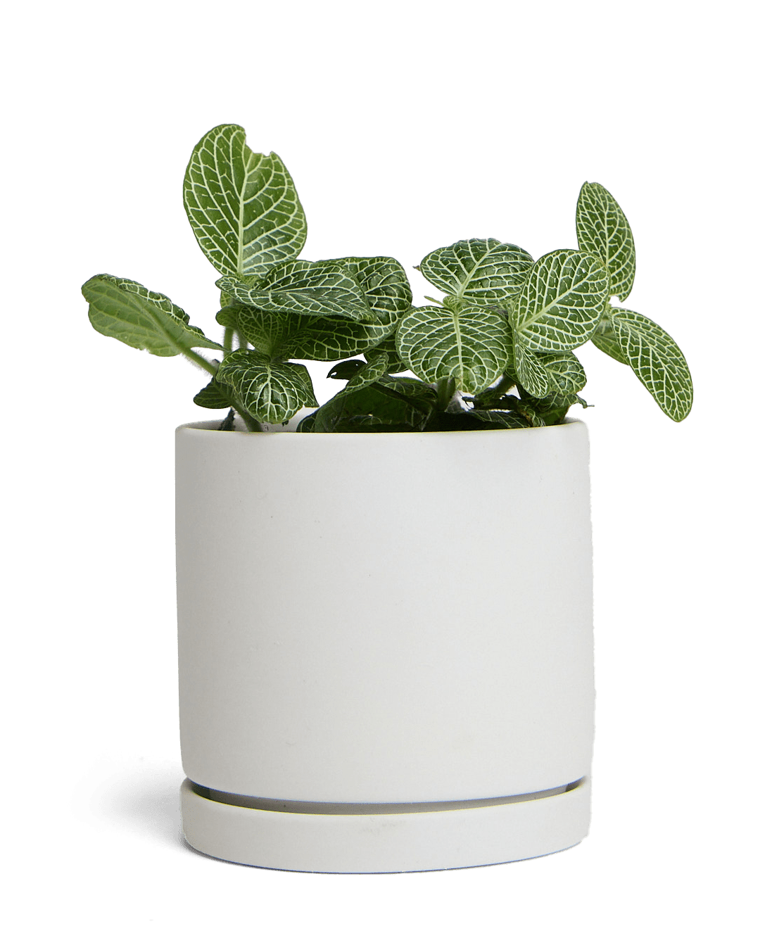 Dojo Porcelain Modern Indoor Plant Pot With Saucer - Chive UK