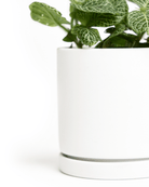 Dojo Porcelain Modern Indoor Plant Pot With Saucer - Chive UK