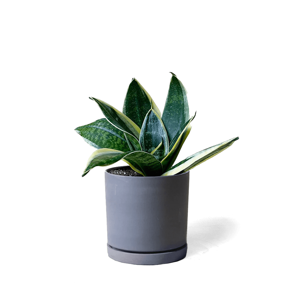 Dojo Porcelain Modern Indoor Plant Pot With Saucer - Chive UK