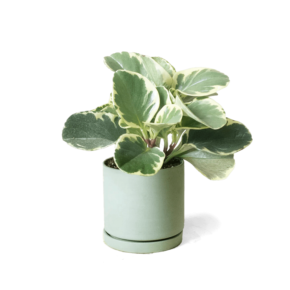 Dojo Porcelain Modern Indoor Plant Pot With Saucer - Chive UK