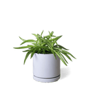 Dojo Porcelain Modern Indoor Plant Pot With Saucer - Chive UK