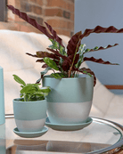 Dyad Porcelain Modern Indoor Plant Pot With Saucer - Chive UK