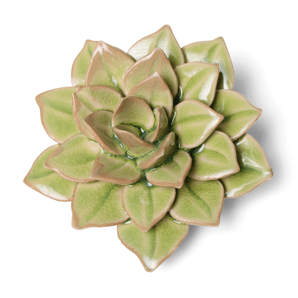 English Garden Ceramic Flower Green Medium Succulent - Chive UK