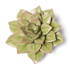 English Garden Ceramic Flower Green Medium Succulent - Chive UK