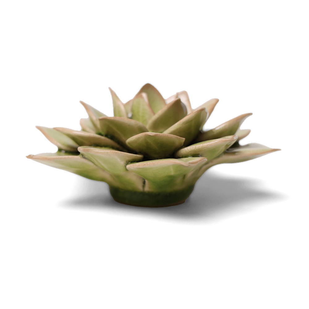 English Garden Ceramic Flower Green Medium Succulent - Chive UK