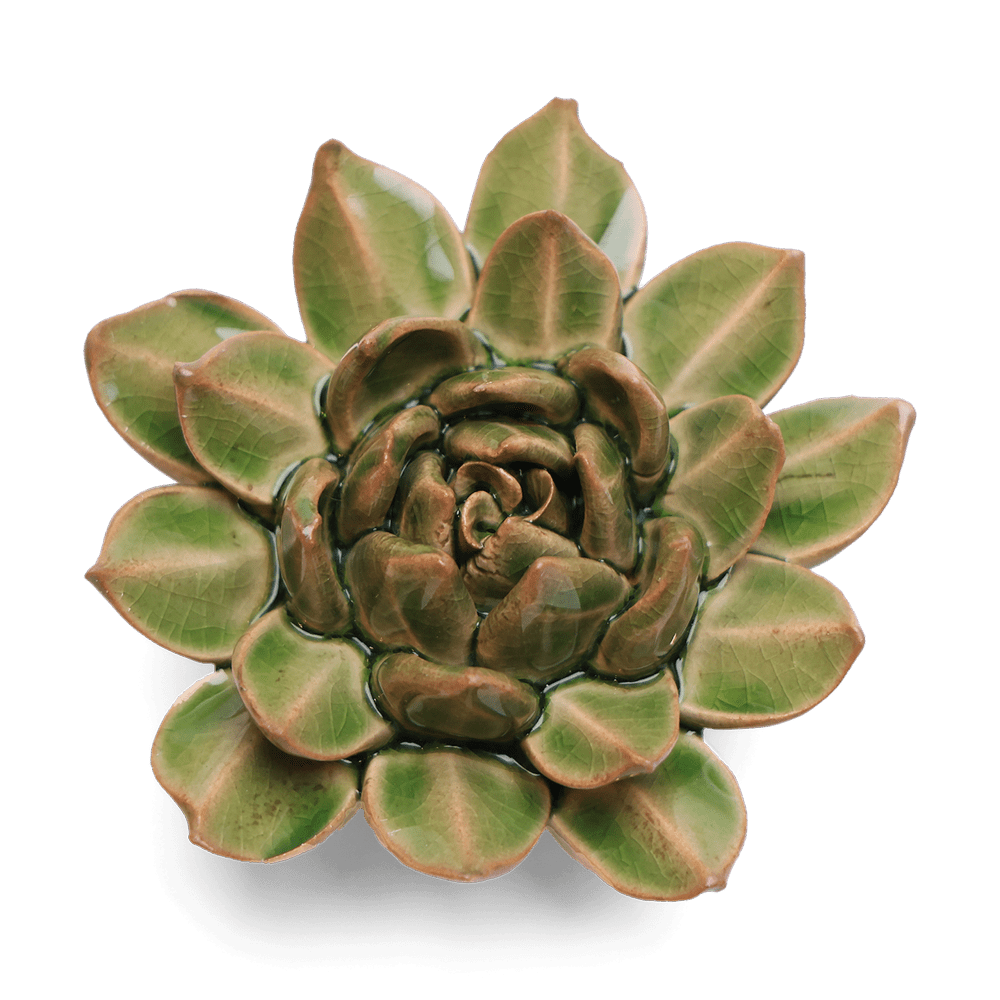 English Garden Ceramic Flower Green Small Succulent - Chive UK