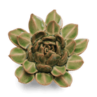 English Garden Ceramic Flower Green Small Succulent - Chive UK