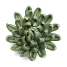 English Garden Ceramic Flower Green Large Succulent - Chive UK