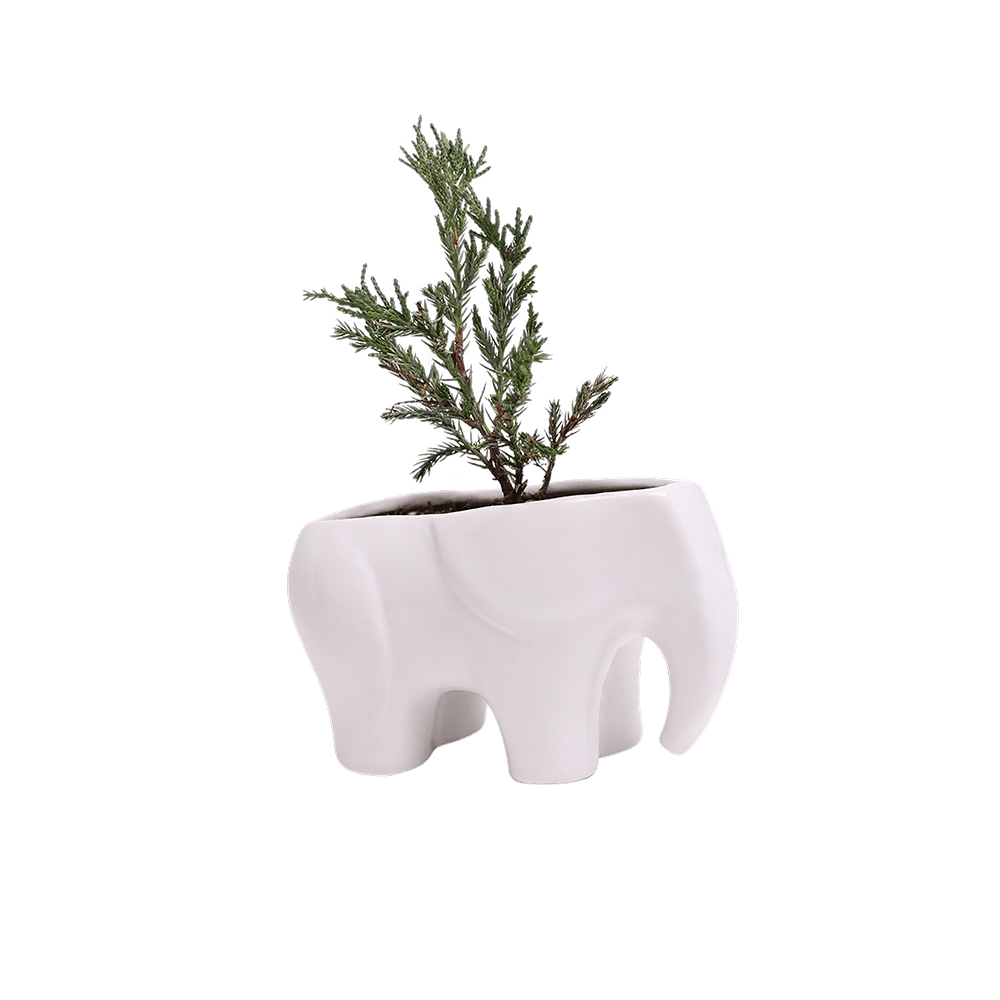 Elephant Ceramic Indoor Plant Pot For Succulents - Chive UK