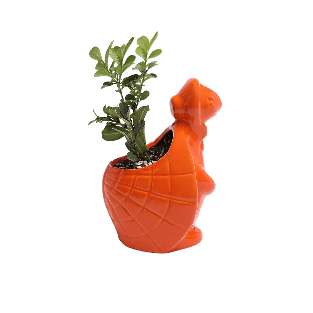 Turtle Ceramic Indoor Plant Pot For Succulents - Chive UK