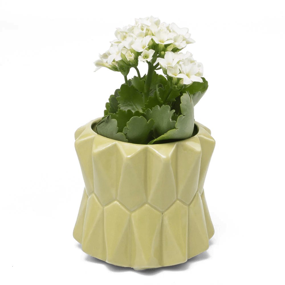 Fang Ceramic Modern Planter For Succulents - Chive UK