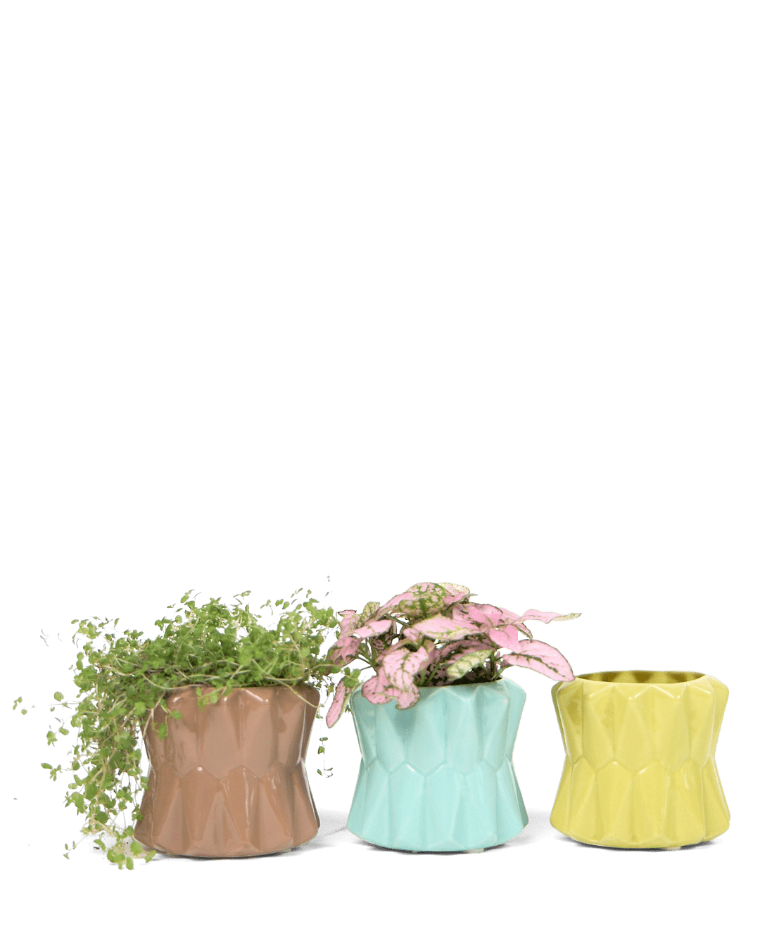 Fang Ceramic Modern Planter For Succulents - Chive UK