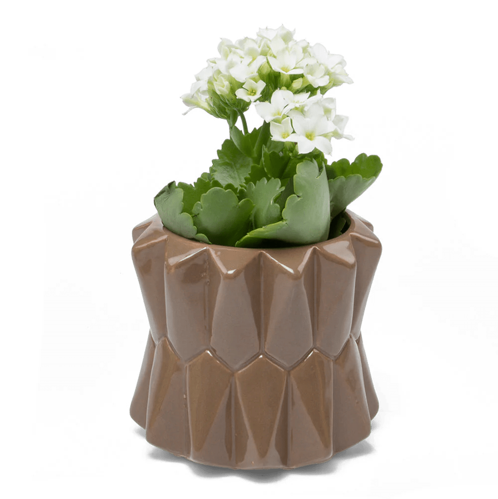 Fang Ceramic Modern Planter For Succulents - Chive UK