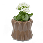 Fang Ceramic Modern Planter For Succulents - Chive UK