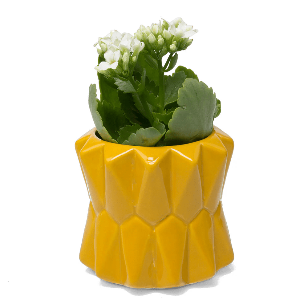 Fang Ceramic Modern Planter For Succulents - Chive UK