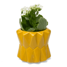 Fang Ceramic Modern Planter For Succulents - Chive UK